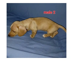 2 red male Dachshund puppies available - 3