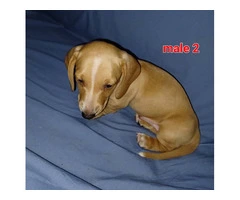 2 red male Dachshund puppies available - 4