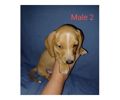 2 red male Dachshund puppies available - 5