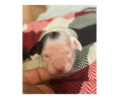 2 male Chiweenie puppies for adoption - 2