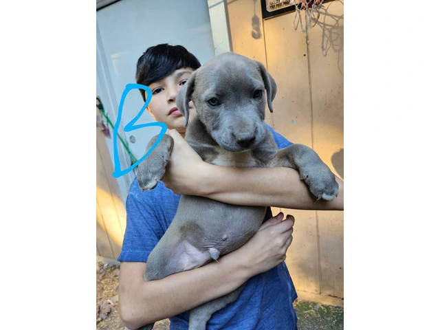 6 Pit bull puppies looking for great homes - 2/6