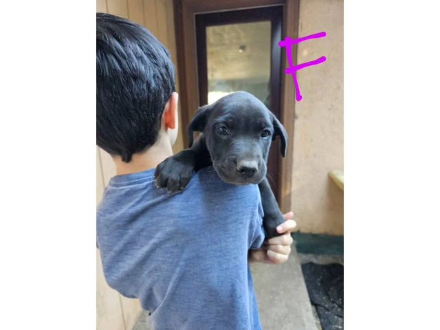 6 Pit bull puppies looking for great homes - 6/6