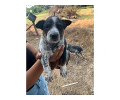 Blue & Red Heeler Puppies for Sale in Grove, Oklahoma - Cattle Dog Parents