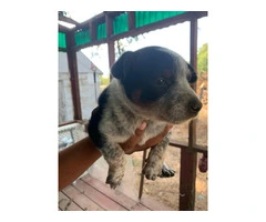 Blue & Red Heeler Puppies for Sale in Grove, Oklahoma - Cattle Dog Parents - 2