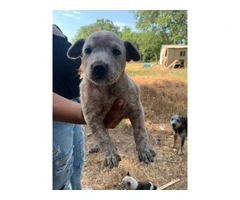 Blue & Red Heeler Puppies for Sale in Grove, Oklahoma - Cattle Dog Parents - 3
