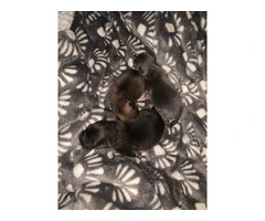 3 Pomeranian Puppies Ready for Their Forever Homes: Reserve Yours Now! - 4