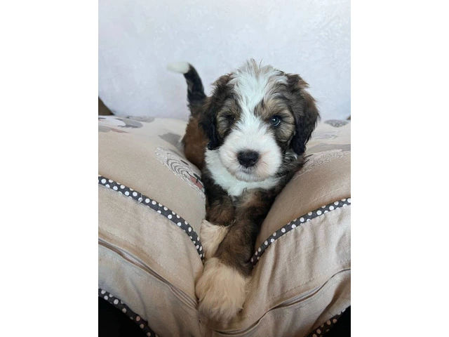 3 F1b Bernedoodle Puppies Available: Tri Black Merle, Chocolate Parti Tri, and Sable Tri - 1/6