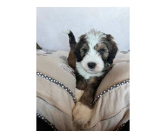 3 F1b Bernedoodle Puppies Available: Tri Black Merle, Chocolate Parti Tri, and Sable Tri - 1
