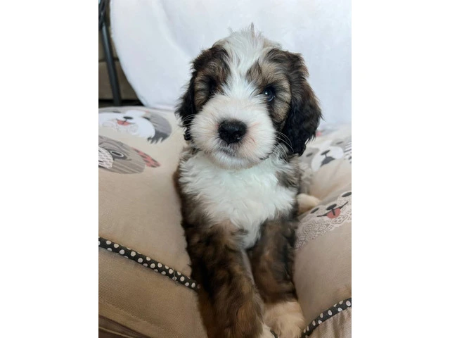 3 F1b Bernedoodle Puppies Available: Tri Black Merle, Chocolate Parti Tri, and Sable Tri - 2/6