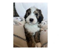 3 F1b Bernedoodle Puppies Available: Tri Black Merle, Chocolate Parti Tri, and Sable Tri - 2