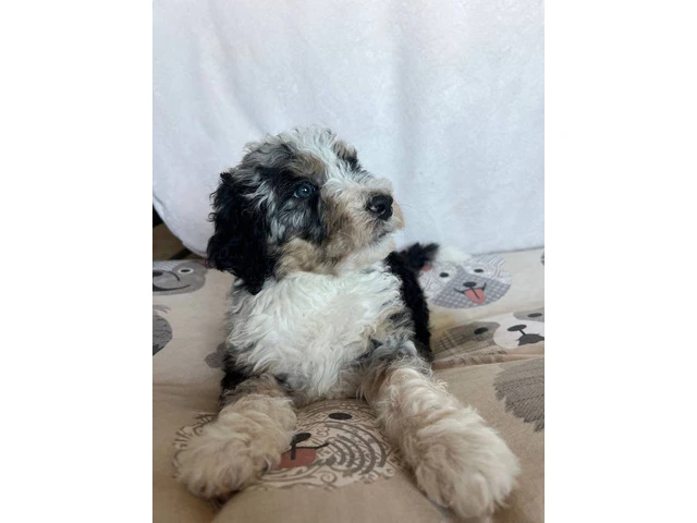 3 F1b Bernedoodle Puppies Available: Tri Black Merle, Chocolate Parti Tri, and Sable Tri - 3/6