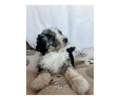 3 F1b Bernedoodle Puppies Available: Tri Black Merle, Chocolate Parti Tri, and Sable Tri - 3