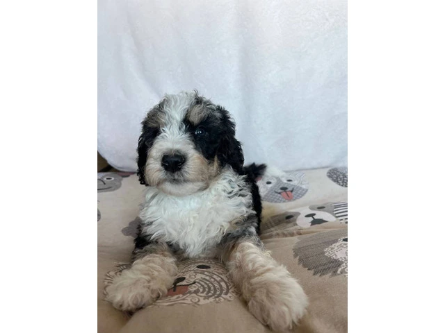 3 F1b Bernedoodle Puppies Available: Tri Black Merle, Chocolate Parti Tri, and Sable Tri - 4/6