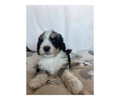 3 F1b Bernedoodle Puppies Available: Tri Black Merle, Chocolate Parti Tri, and Sable Tri - 4