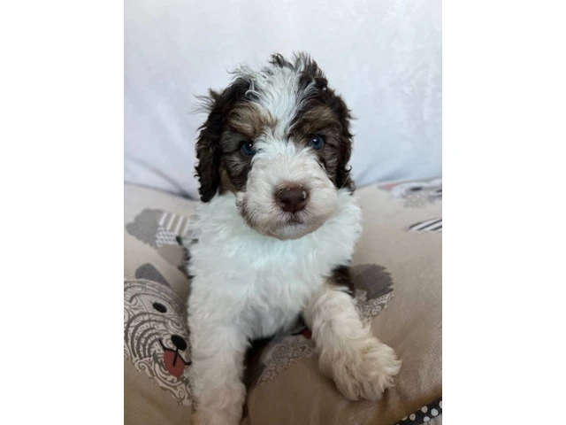 3 F1b Bernedoodle Puppies Available: Tri Black Merle, Chocolate Parti Tri, and Sable Tri - 5/6