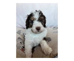 3 F1b Bernedoodle Puppies Available: Tri Black Merle, Chocolate Parti Tri, and Sable Tri - 5