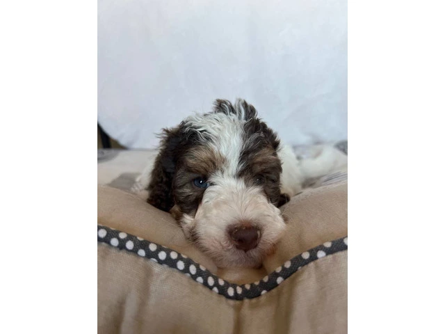 3 F1b Bernedoodle Puppies Available: Tri Black Merle, Chocolate Parti Tri, and Sable Tri - 6/6