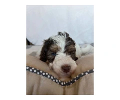 3 F1b Bernedoodle Puppies Available: Tri Black Merle, Chocolate Parti Tri, and Sable Tri - 6