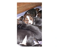AKC Basset Hound Puppies in North Carolina