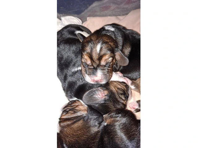 AKC Basset Hound Puppies in North Carolina - 2/20