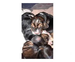 AKC Basset Hound Puppies in North Carolina - 2