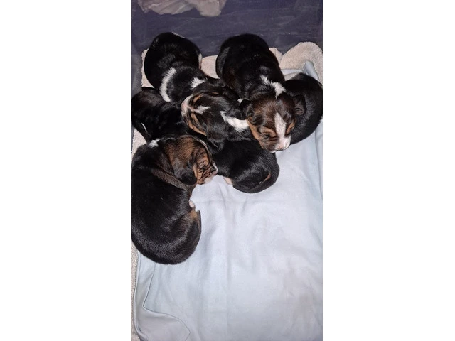 AKC Basset Hound Puppies in North Carolina - 3/20