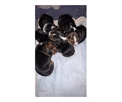 AKC Basset Hound Puppies in North Carolina - 3