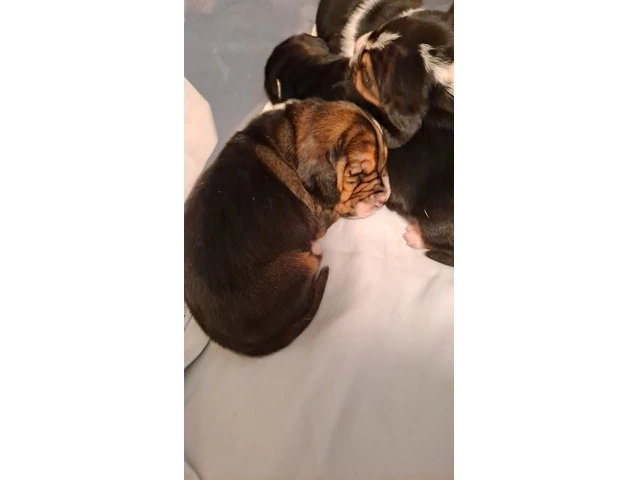 AKC Basset Hound Puppies in North Carolina - 4/20