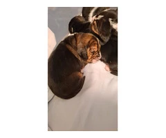 AKC Basset Hound Puppies in North Carolina - 4