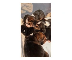 AKC Basset Hound Puppies in North Carolina - 5