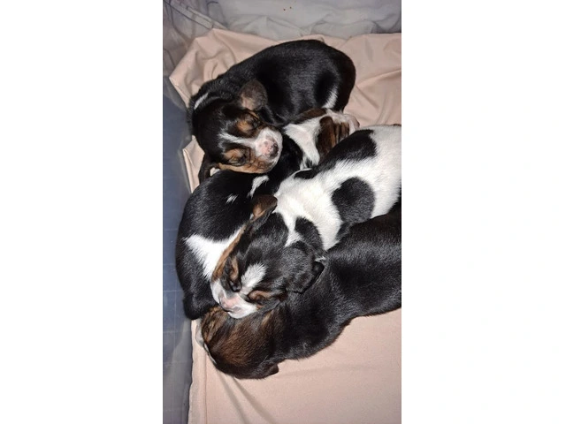 AKC Basset Hound Puppies in North Carolina - 6/20