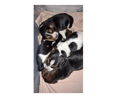 AKC Basset Hound Puppies in North Carolina - 6