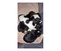AKC Basset Hound Puppies in North Carolina - 7