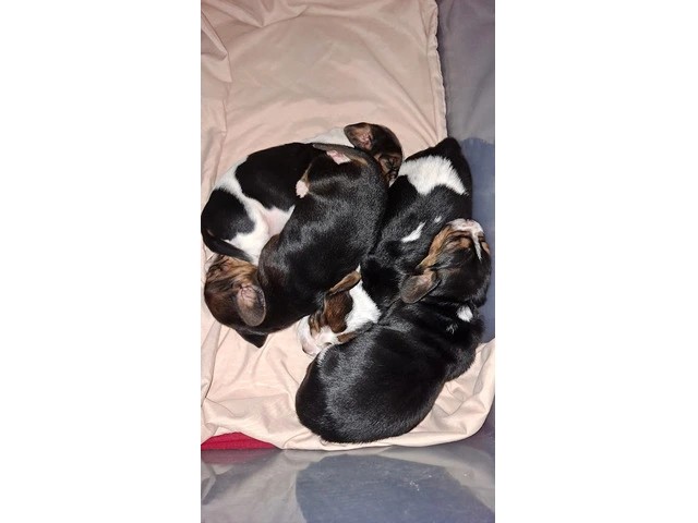 AKC Basset Hound Puppies in North Carolina - 9/20