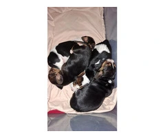 AKC Basset Hound Puppies in North Carolina - 9