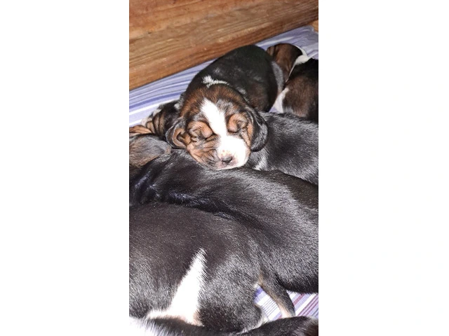 AKC Basset Hound Puppies in North Carolina - 10/20