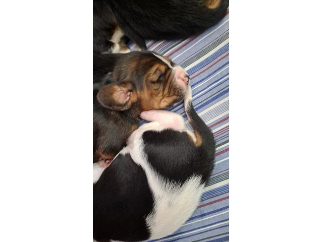 AKC Basset Hound Puppies in North Carolina - 12/20