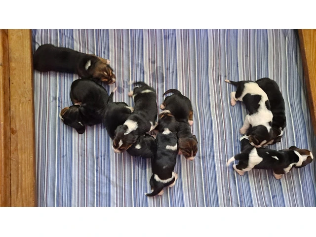 AKC Basset Hound Puppies in North Carolina - 14/20