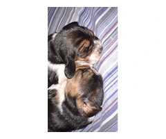 AKC Basset Hound Puppies in North Carolina - 15