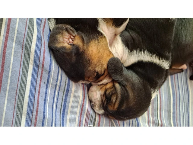 AKC Basset Hound Puppies in North Carolina - 16/20