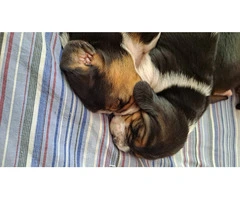 AKC Basset Hound Puppies in North Carolina - 16