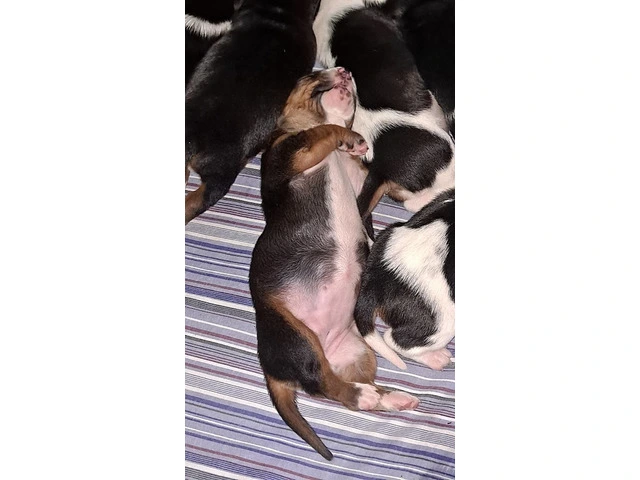 AKC Basset Hound Puppies in North Carolina - 17/20