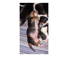 AKC Basset Hound Puppies in North Carolina - 17