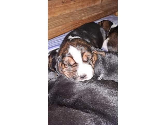 AKC Basset Hound Puppies in North Carolina - 18/20