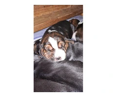 AKC Basset Hound Puppies in North Carolina - 18