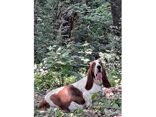 AKC Basset Hound Puppies in North Carolina - 19/20