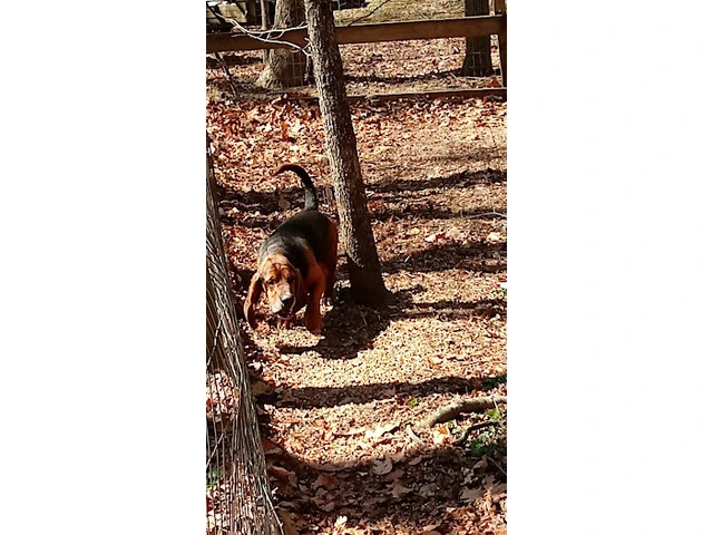 AKC Basset Hound Puppies in North Carolina - 20/20