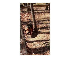 AKC Basset Hound Puppies in North Carolina - 20