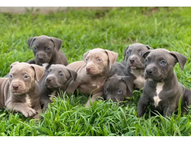 Blue PitBull Puppies - 1/1