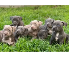 Blue PitBull Puppies - 1